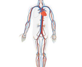 <h3>Mejora la Circulación Sanguínea</h3> Sistema Circulatorio